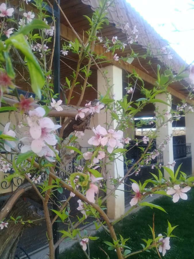 Shymhostle Hostel Shymkent Ngoại thất bức ảnh