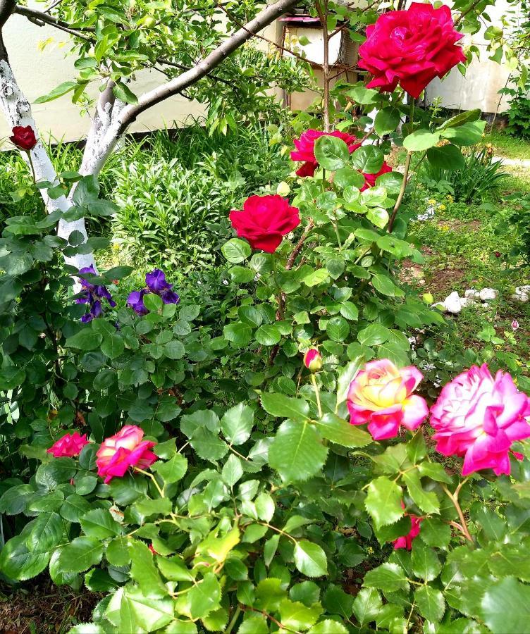 Shymhostle Hostel Shymkent Ngoại thất bức ảnh